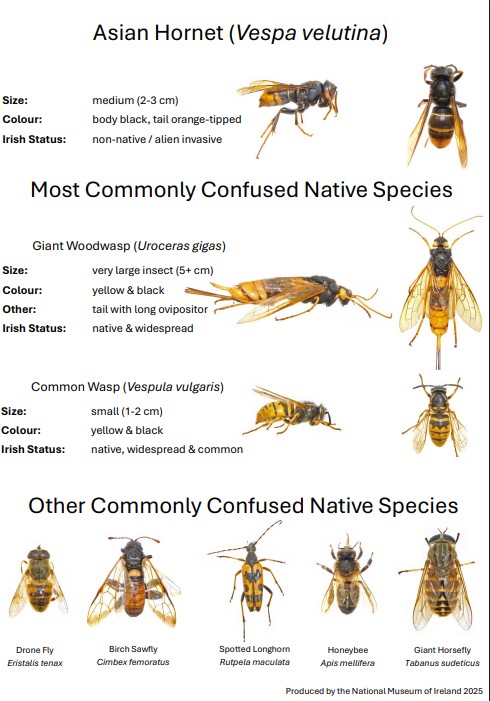 Hornet Identification Chart Uk Hornet Identification Chart Uk