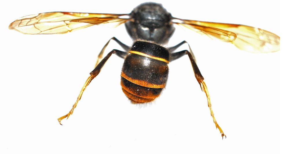 Asian hornet Abdomen view. A.O'Hanlon, NMI