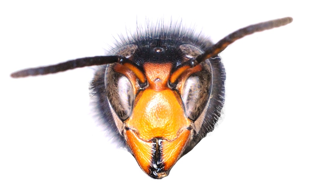 Face of Asian hornet