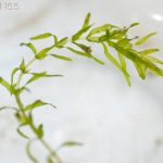 Nuttall's Waterweed