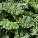 Giant Chilean Rhubarb