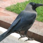 Indian house crow