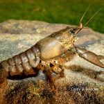 Spiny-Cheek Crayfish