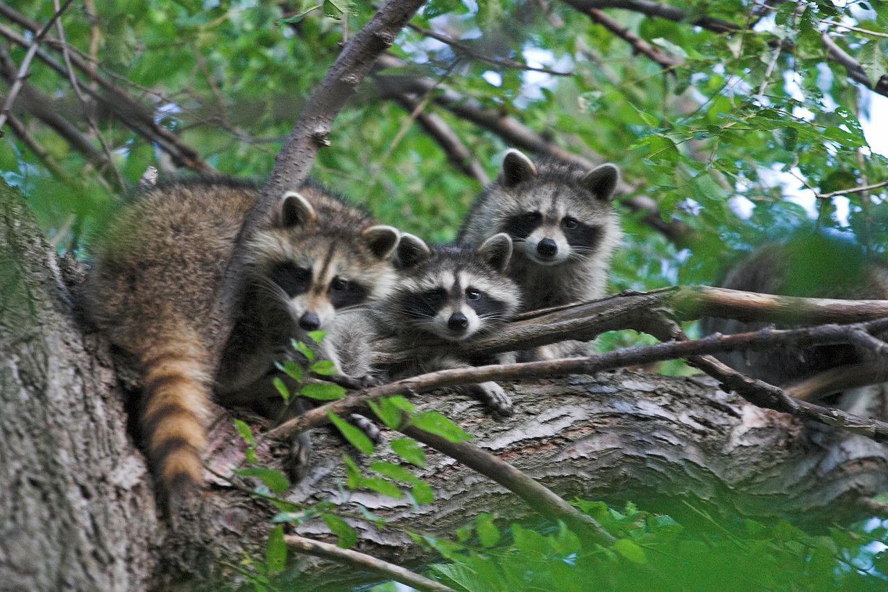 Three raccoon on a tree branch