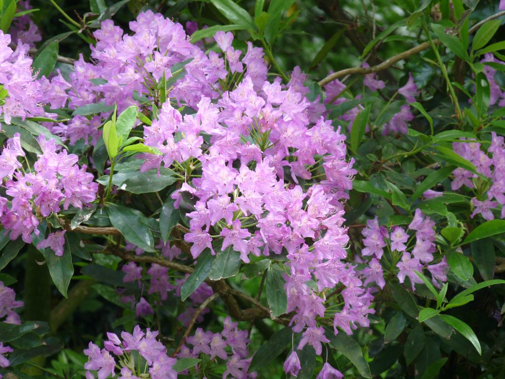 Talk: Invasive Species on your Doorstep - Invasives.ie