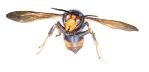 Photo of an Asian hornet with its wimgs spread