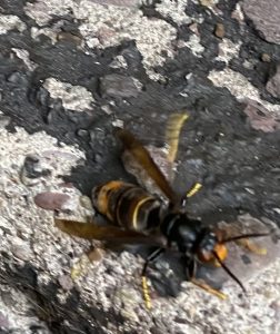 Photo from above of an Asian hornet on a wall